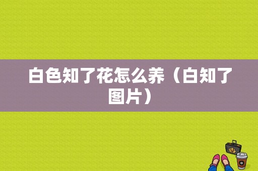 白色知了花怎么养（白知了图片）-图1