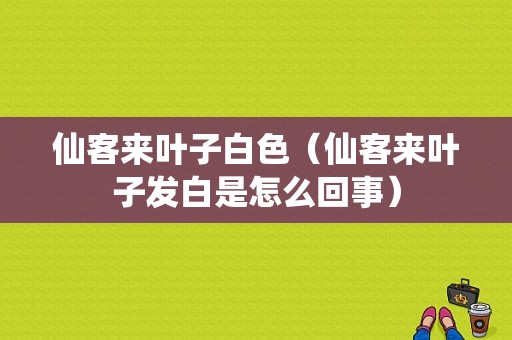 仙客来叶子白色（仙客来叶子发白是怎么回事）-图1