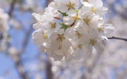 白色樱花花花语（白色樱花的花语是什么意思）