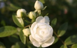 国外的白色的花（世界上白色的花有哪些）