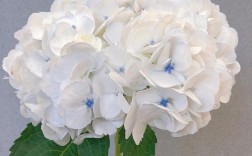 白色绣球花语（白色绣球花的花语）