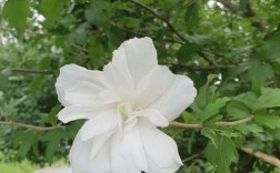 白色单瓣木槿（白色多瓣木槿花）