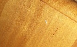 白色小虫子木板（木头 小白虫）
