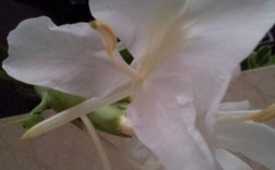白色带香的花（白色带香气的花）