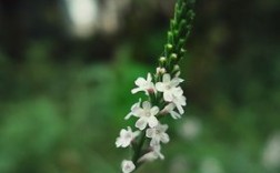 顶头是白色的植物（顶头是白色的植物叫什么）