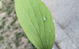 叶子上都是白色飞虫（叶子上白色的小飞虫子）