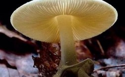 白色蘑菇哪些有毒（白色的蘑菇有没有毒?）
