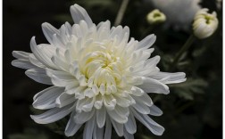 白色菊花是什么花（白色菊花叫什么菊）