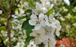 海棠花白色（海棠花白色花）