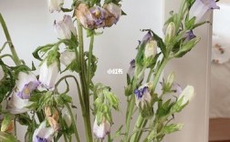 风铃花枝叶白色枯萎（风铃花的叶子干尖是什么原因）