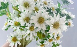 白色菊花的品种（白色的菊花叫什么名字?）