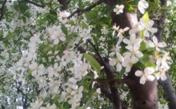夏天开的白色的花（夏天开的白色的花树）