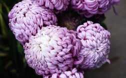 菊花紫白色什么品种（白紫色的菊花叫什么）