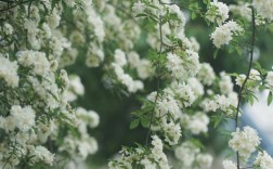 木本白色花朵（木本开白色很香的花是什么花）