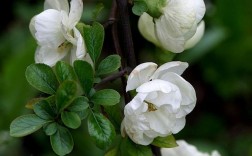 白色海棠花花语（白色的海棠花）