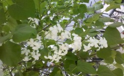 白色北方植物（北方开白色花的树）