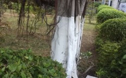 白色的漆（树为什么要涂白色的漆）