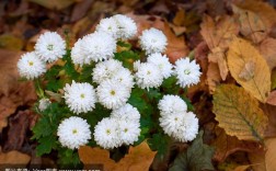 白色叶子的小菊花（白菊花的叶子是什么颜色的）