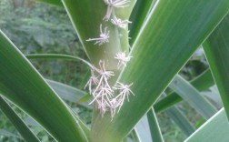 夏季花长了白色虫子（夏季花长了白色虫子图片）