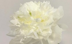 白色芍药是什么品种（白色芍药是什么品种的花）