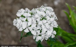 低等植物白色（纯白色植物）