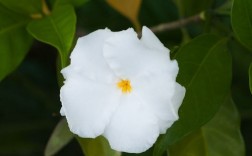 白色花植物图（白色的花卉图片）