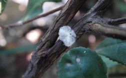 植物上有白色的棉花（植物上棉絮一样的虫子）