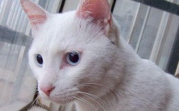 白色花猫品种（白色花猫品种大全）