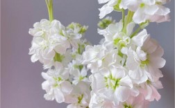 白色紫罗兰什么花（白色紫罗兰什么花最好看）