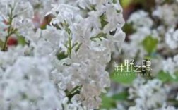 白色丁香花（白色丁香花语和象征）