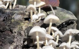 木板上白色蘑菇（木头上长白蘑菇）