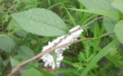 榆树白色的虫子（榆树白色的虫子图片）