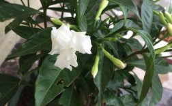 开白色花的室内植物（开白色花的室内植物有哪些）