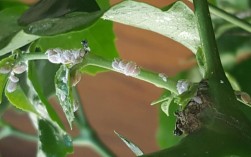 花草长白色虫子是什么（花草长白虫怎么办）