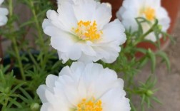 白色的太阳花（白色的太阳花图片）