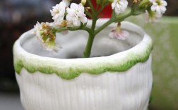 适合盆栽的白色花卉（适合盆栽的白色花卉图片）