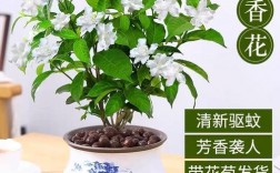 白色丁香换盆（白丁香花盆栽怎么养）