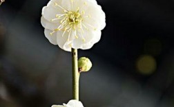 腊梅有白色花吗（腊梅是白梅花吗）