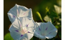 白色牵牛花有毒（白色牵牛花象征意义）