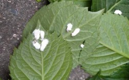 花上长白色的密虫（花上有白色虫子怎么办用什么药）