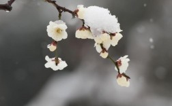 白色雪梅花图片大全（白色梅花高清图片）