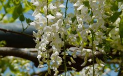 白色紫藤花树（白色紫藤花树图片大全）