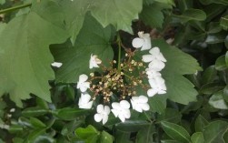 苗木开白色团状花（白色成团的花）