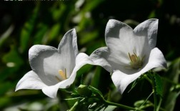 花卉名称大全白色（各种白色花的图片和名字）