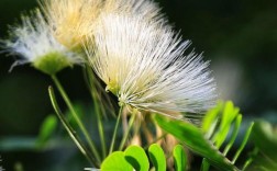 白色合欢花开时间（白色合欢花开时间多长）