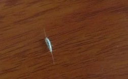 木地板白色长虫子（木地板长出白色虫子）