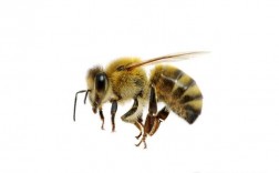 蜜蜂白色耐脏吗瓷砖（白色的蜜蜂是什么蜜蜂）