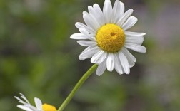 白色野菊花（白色野菊花寓意）