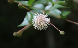 白色球形花图片（白色球状花图片）