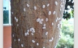 树上长虫白色粉（树上长白色虫子）